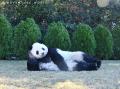 七夕に願う、“いのちのしあわせ”　PANDA LOVE 特別イ