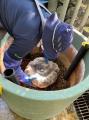 【国立科学博物館 筑波実験植物園】世界で最も大きな
