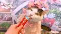 いなばペットフード　「CIAOちゅ～る」新CMパート5動