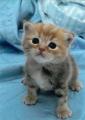 猫好きさんの写真を、お待ちしています