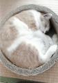 猫好きさんの写真を、お待ちしています
