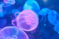 プロモツール、しながわ水族館初の香り演出に「ホワイ