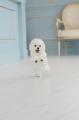 全国でも珍しい「愛犬のトリミング撮影プラン」を提供