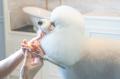 全国でも珍しい「愛犬のトリミング撮影プラン」を提供
