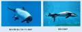 【仙台うみの杜水族館】親子が寄り添って、元気に遊泳