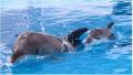 【仙台うみの杜水族館】親子が寄り添って、元気に遊泳
