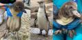 【仙台うみの杜水族館】親子が寄り添って、元気に遊泳