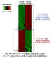 資生堂、M2マクロファージが太く丈夫なコラーゲンを「