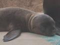 サンシャイン水族館で6月に生まれた新しい仲間 アシカ
