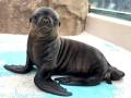 サンシャイン水族館で6月に生まれた新しい仲間 アシカ