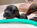 サンシャイン水族館で6月に生まれた新しい仲間 アシカ
