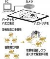「多様性と同調」が集団をより強くする　ハエの行動か