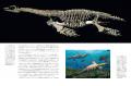 【恐竜時代の海の支配者！】海生爬虫類の起源、生態、