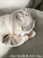 「ねこ休み展」10周年記念・夏の本祭が8/22～開utf-8