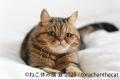 「ねこ休み展」10周年記念・夏の本祭が8/22～開utf-8