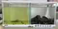 魚の健康維持と水質安定をサポート！天然鉱石をutf-8