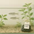 魚の健康維持と水質安定をサポート！天然鉱石をutf-8