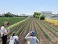【茨城】茨城県農業改良普及センターが長ネギでスキー