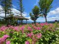 涼と花の頂へ。入笠山の“涼眺百花（りょうちょうひゃ