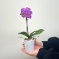 「ミニ胡蝶蘭」が当たるプレゼントキャンペーンを2025