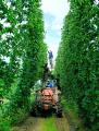 クラフトビールの祭典「遠野ホップ収穫祭」開催にあわ