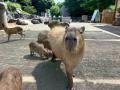 5園国コラボ対決！伊豆VS長崎VS埼玉VS那須VS石川『第1