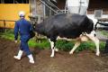日本の酪農の力を引き出す「牛乳割り専用プロテイン」