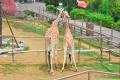 伊豆シャボテン動物公園のサバンナエリアに、2頭目の