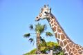 伊豆シャボテン動物公園のサバンナエリアに、2頭目の