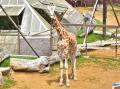 伊豆シャボテン動物公園のサバンナエリアに、2頭目の