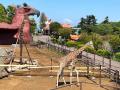 伊豆シャボテン動物公園のサバンナエリアに、2頭目の