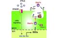 【福岡大学】薬学部石橋教授らの研究チームが、ヒトへ
