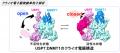 【横浜市立大学】活性化するUSP7の構造変化をクutf-8