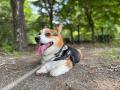 【栃木県那須塩原市】「美しい湿原の保全」と「犬猫と