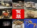 【仙台うみの杜水族館】１０周年の夏をカニで祝う祭『