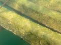 海藻や付着生物が育ちやすい“有機体ブロック”を発表