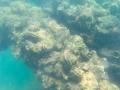 海藻や付着生物が育ちやすい“有機体ブロック”を発表