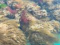 海藻や付着生物が育ちやすい“有機体ブロック”を発表