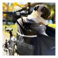 【DAHON INTERNATIONAL】「愛犬と自転車で出かけたい