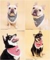 【第一弾の全30種Ｔシャツ好評販売中！】THE DOGとの