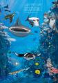 潜水船でもぐりながら海の生き物やその生態を学べる絵