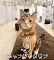 ナンジャタウンにある猫の街に新しい仲間が登場！ 「