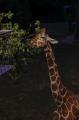 【のんほいパークナイトZOO】2025年の夏は夜の動物園