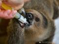 人工保育のフタユビナマケモノのこどもが仲間のもとへ