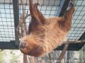 人工保育のフタユビナマケモノのこどもが仲間のもとへ