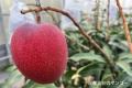 「ふるなび」で、沖縄県石垣市が美味しい果物やその魅