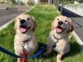 【緊急募集！】子犬を育てるボランティア！日本介助犬