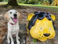 【緊急募集！】子犬を育てるボランティア！日本介助犬