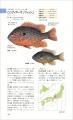 日本の淡水魚図鑑の決定版『山溪ハンディ図鑑　日本の