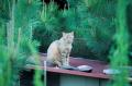 【愛媛県伊予市】『猫のくらしを守るまち』を目指して